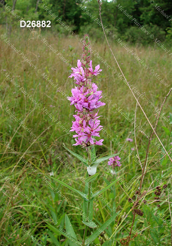 Purple Loosestrife (Lythrum salicaria)